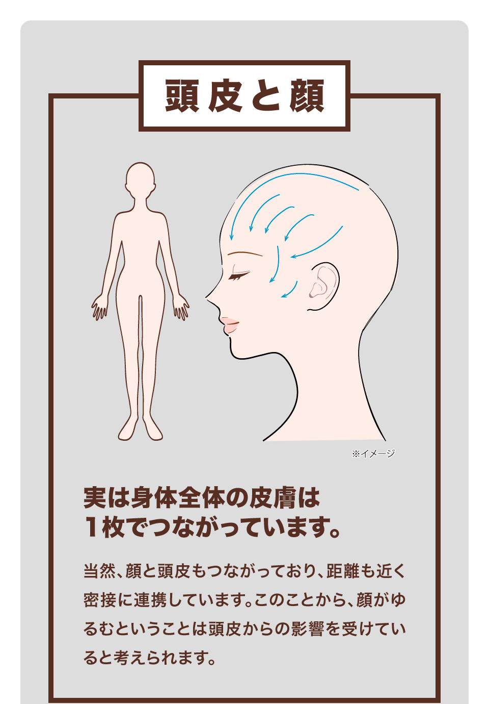 頭皮と顔の関係性