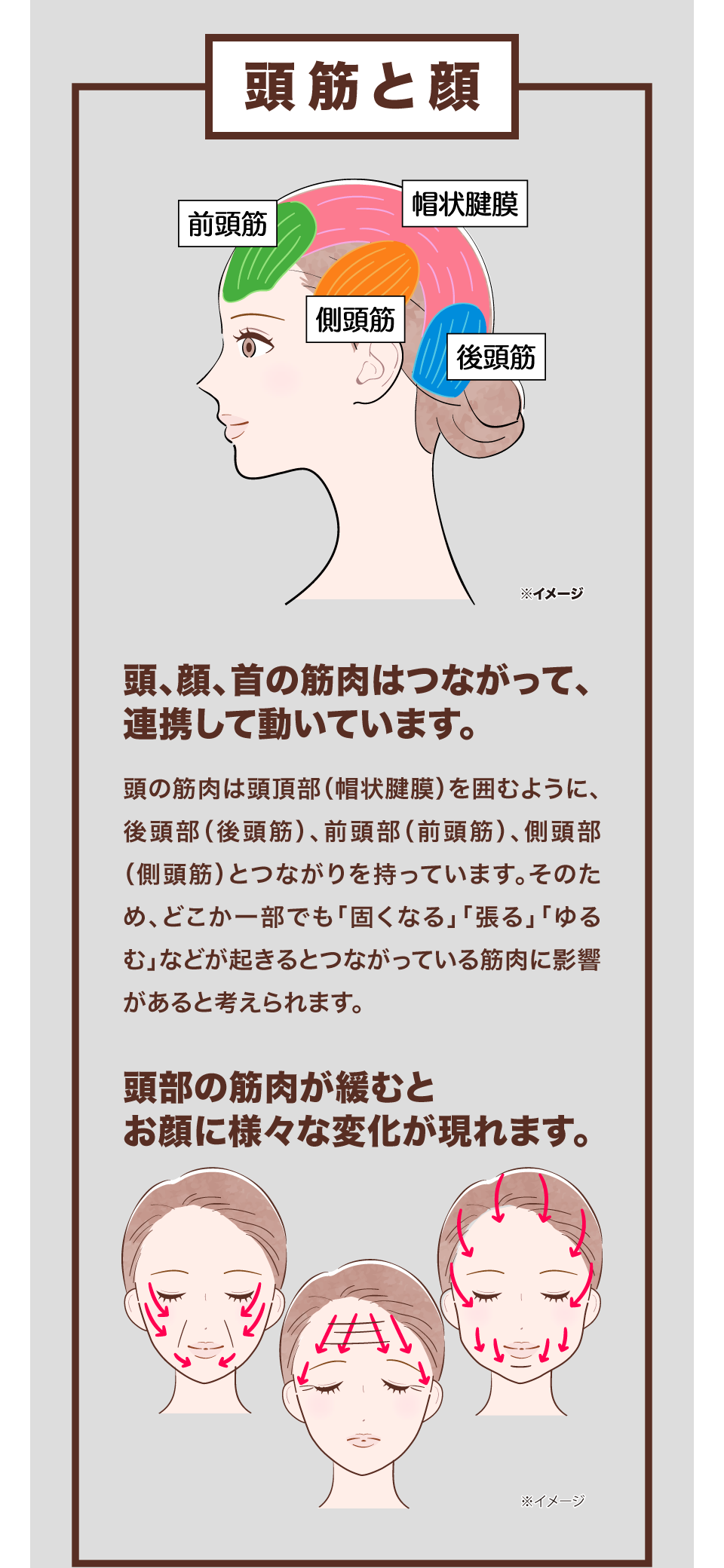 頭皮と顔の関係性